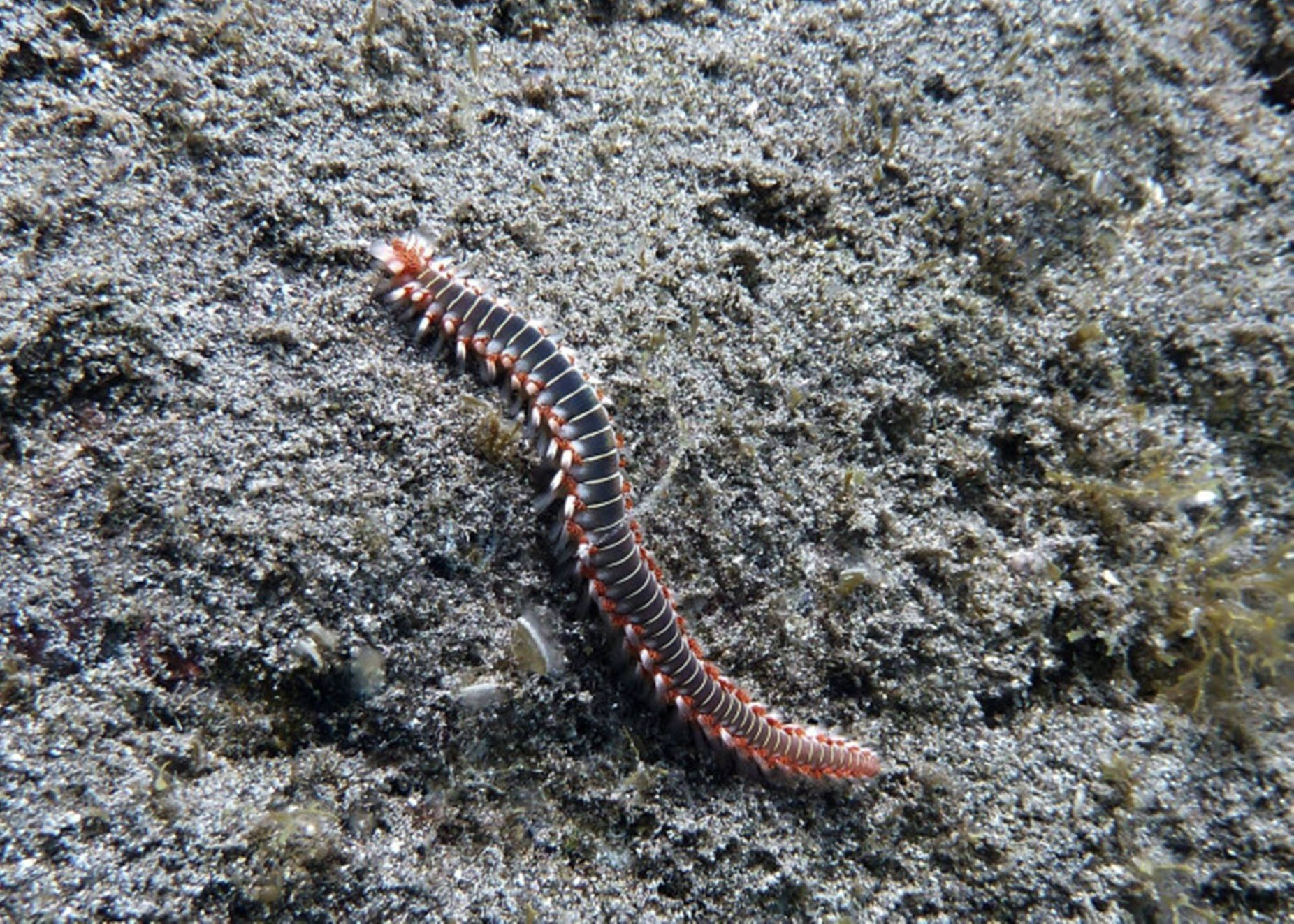 Centipede Black And Orange On Gray Sand