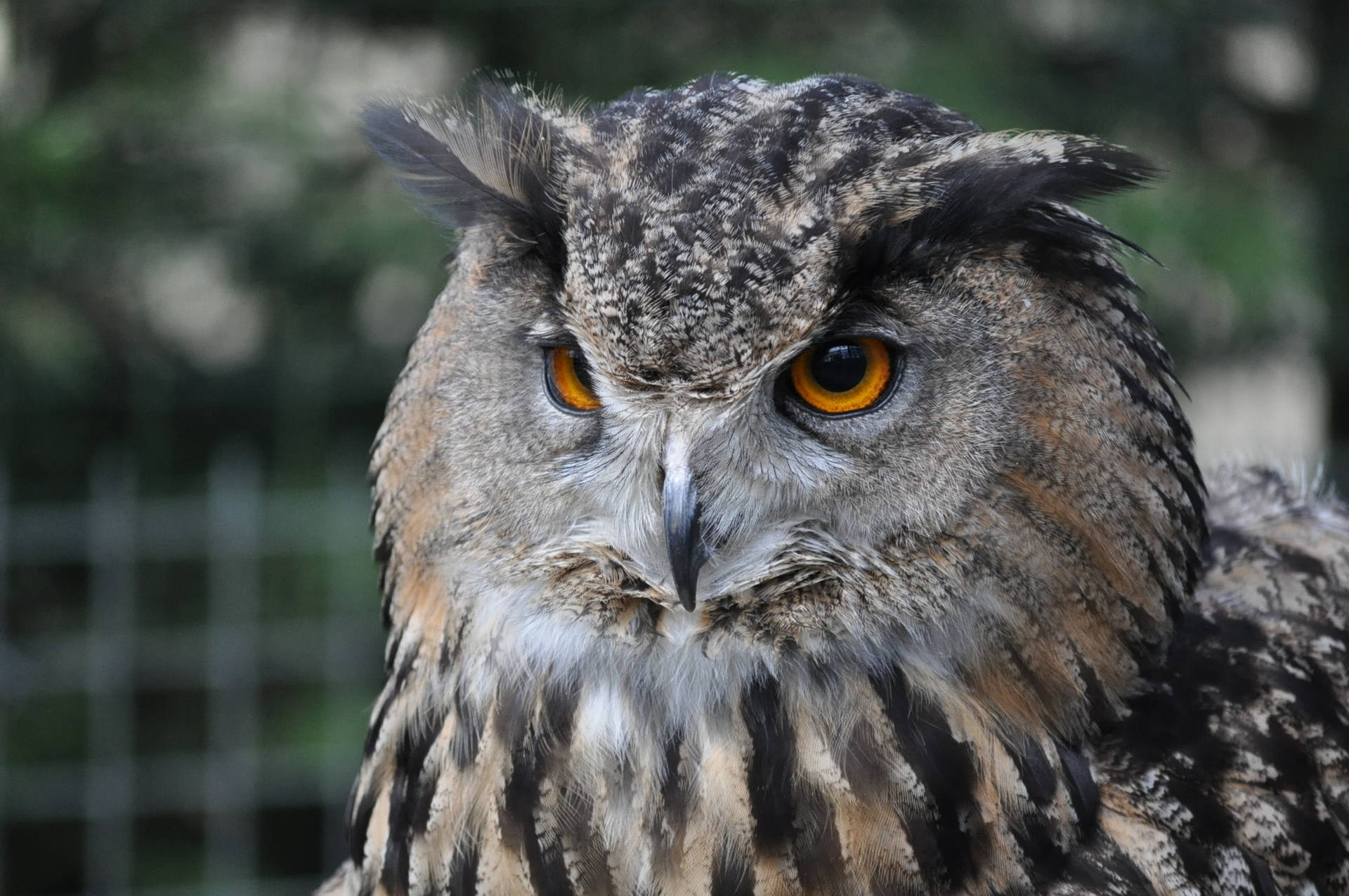 Classic Endemic Owl Wall Art