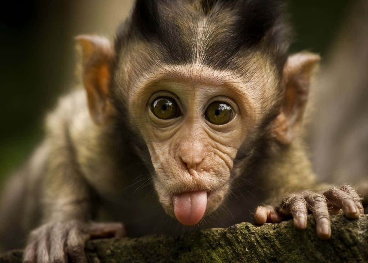 Cute Monkey Photo Sticking Tongue