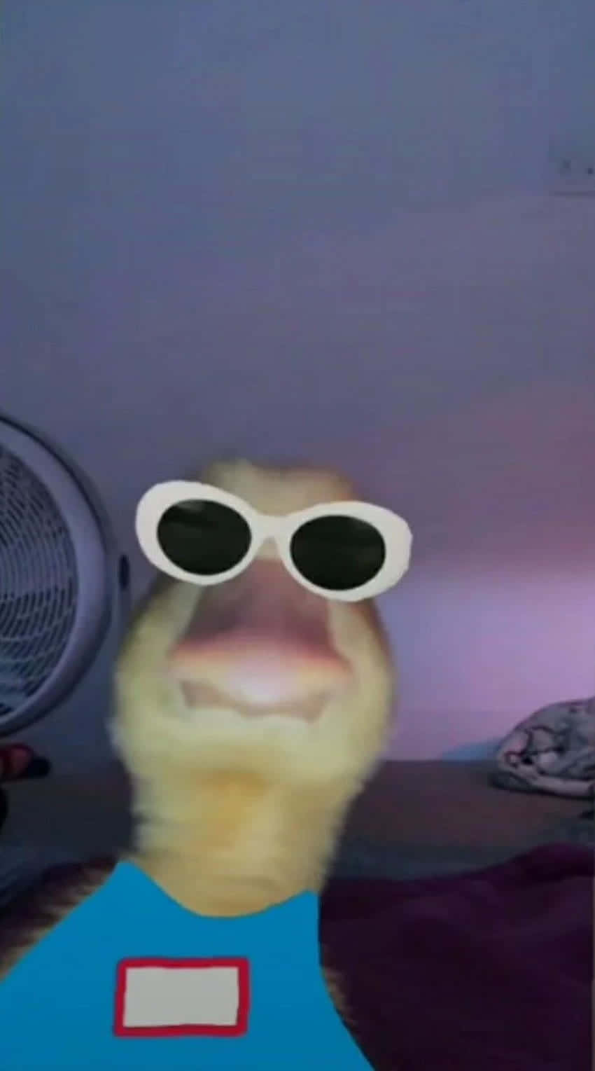 Duck In Sunglasses Weird Pfp