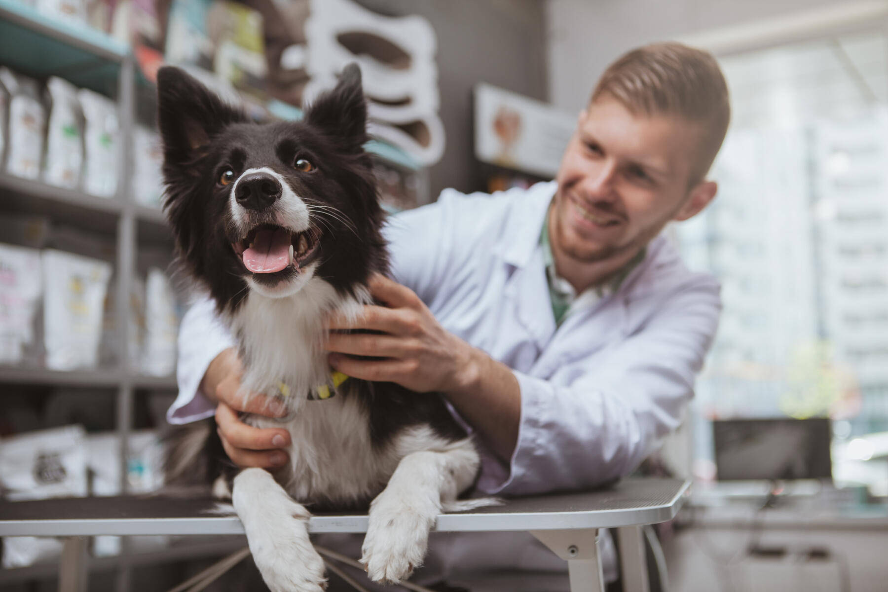 Epic Veterinarian Smiling With Border Collie Background