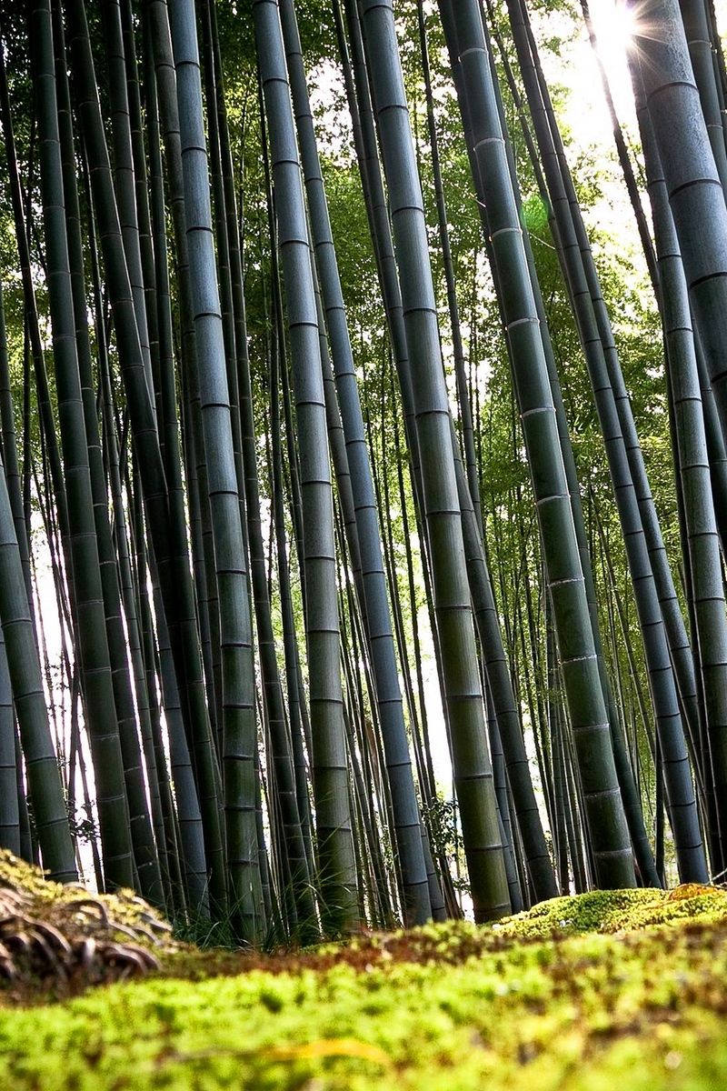 Exclusive Bamboo Forest iPhone Dark Poles Wallpaper