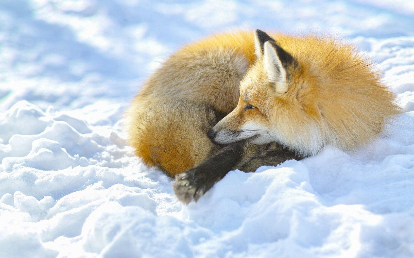 Exclusive Curling Up Red Fox Digital Art