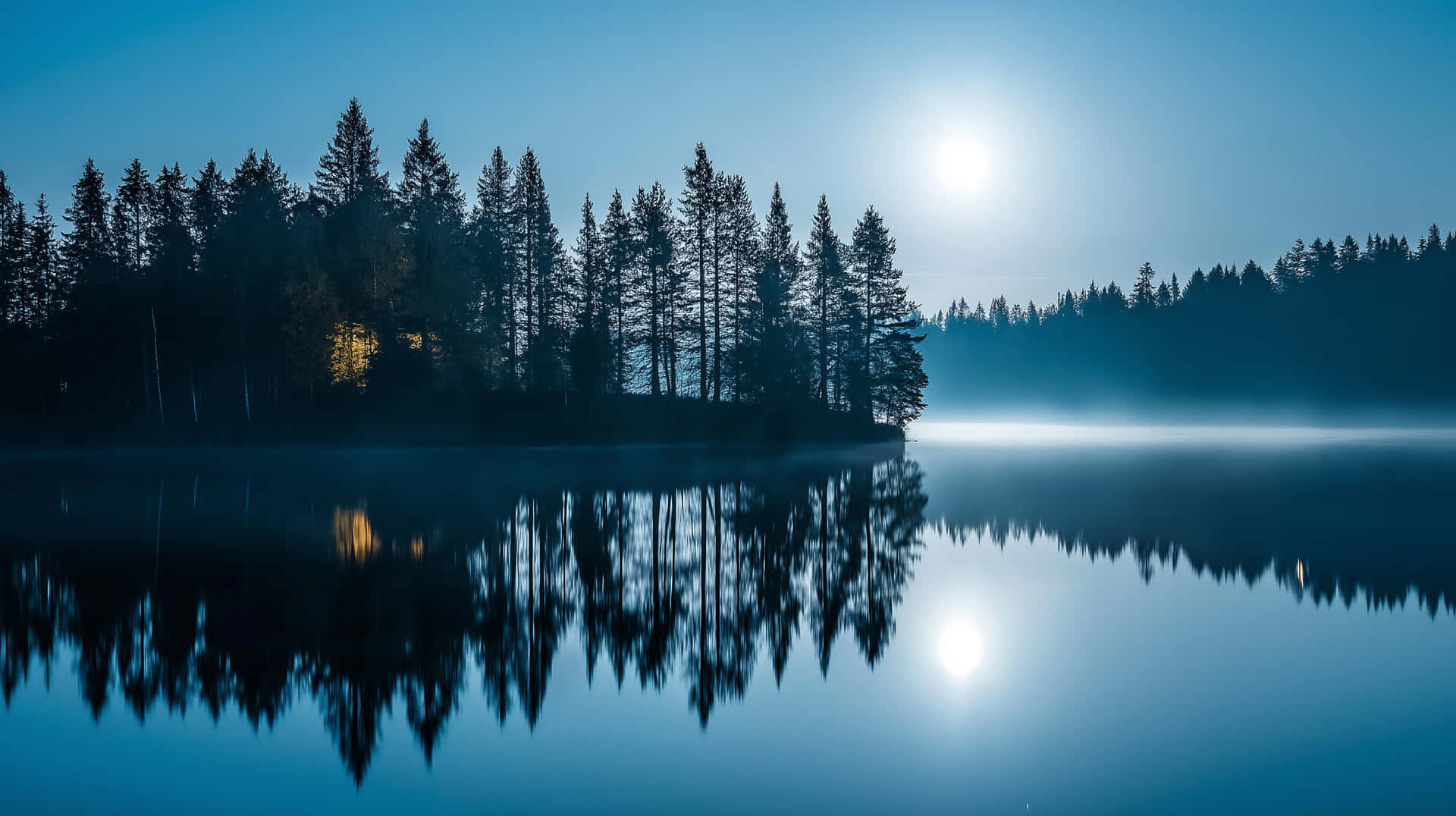 Forest Collection #1