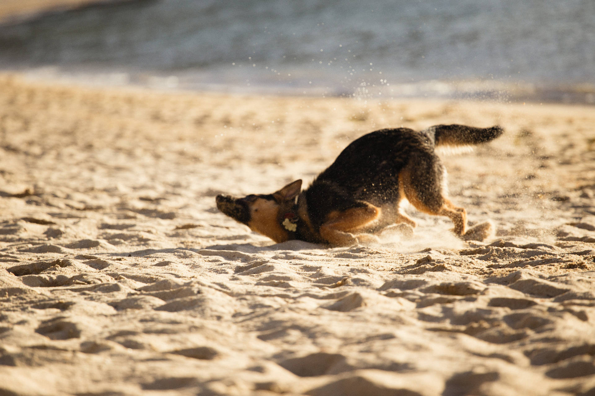 German Shepherd Dog Sand