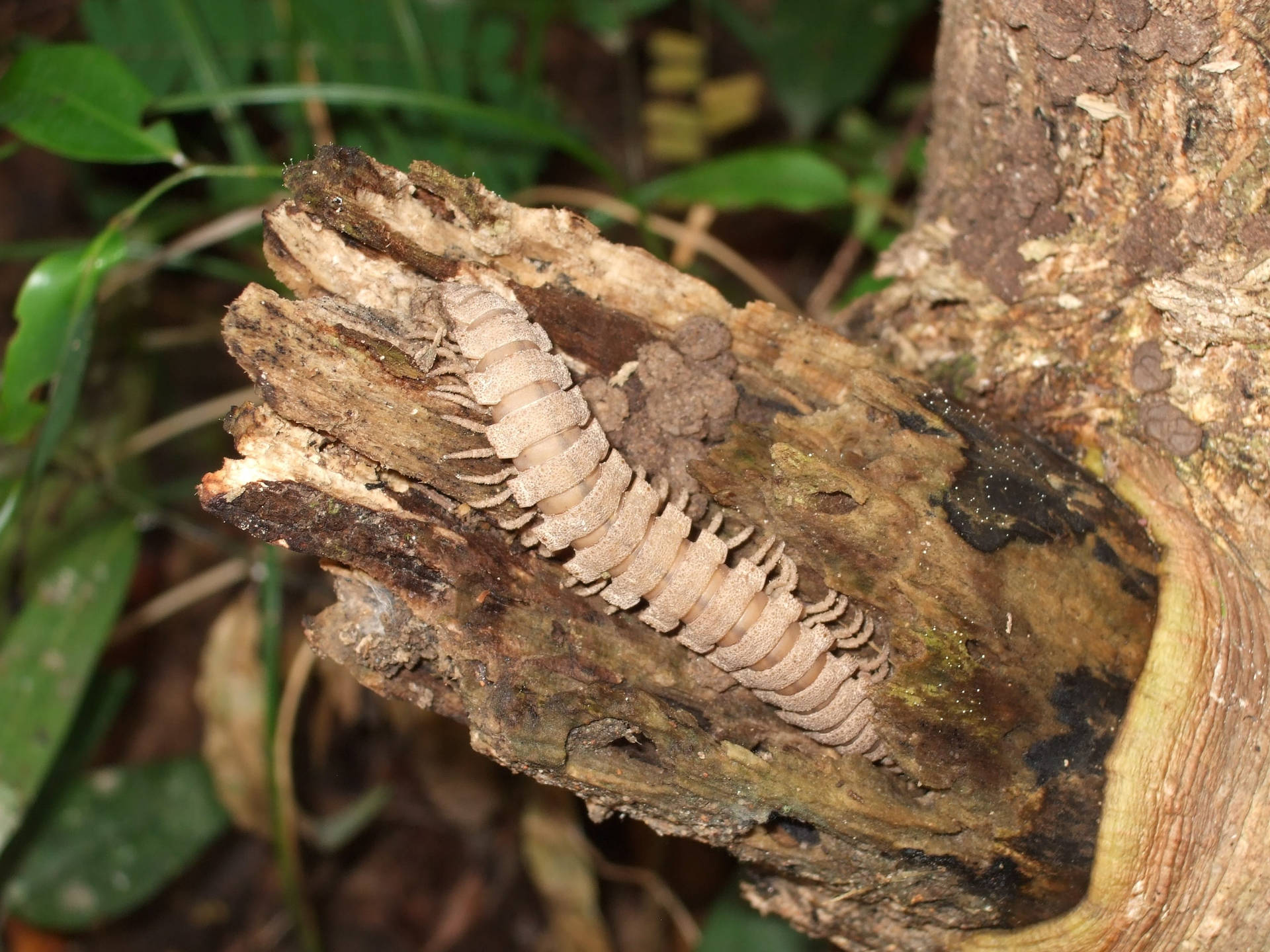 Gorgeous Centipede Brown On Tree Bark Background