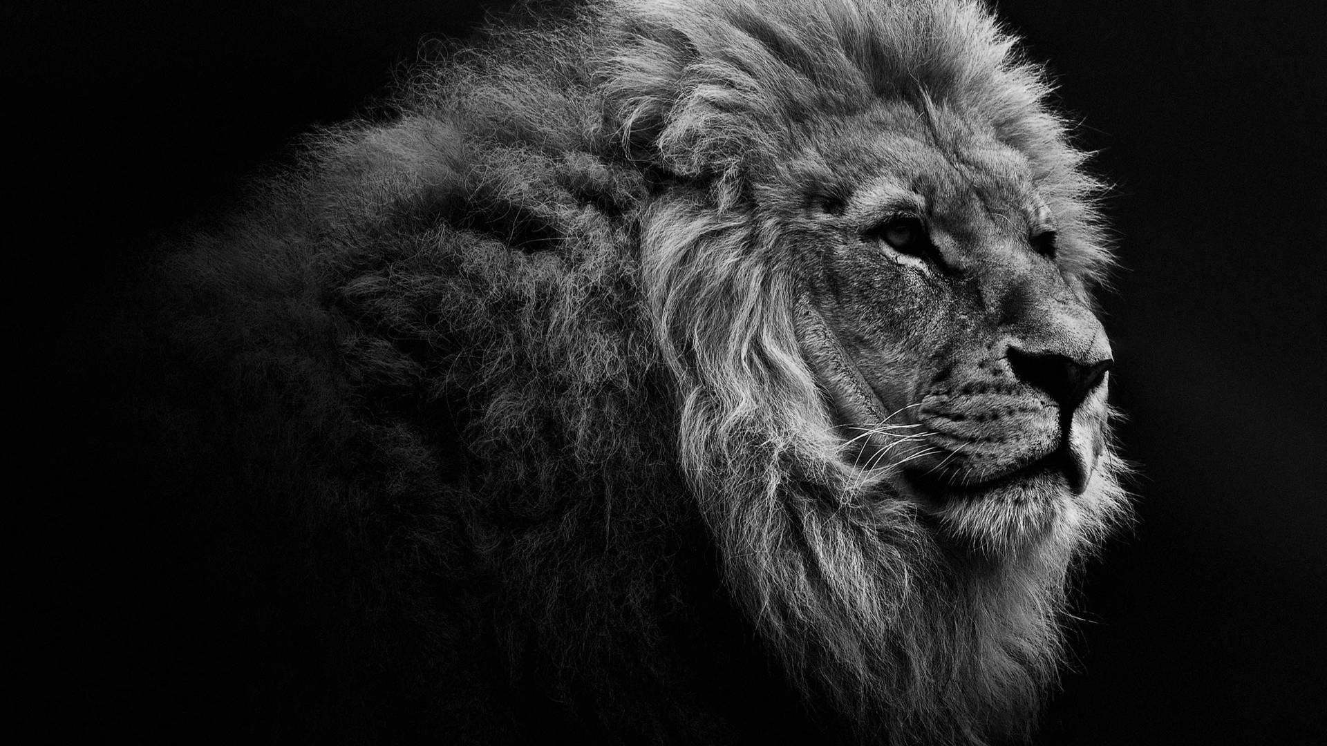Greyscale Image For 3d Lion Exhibition