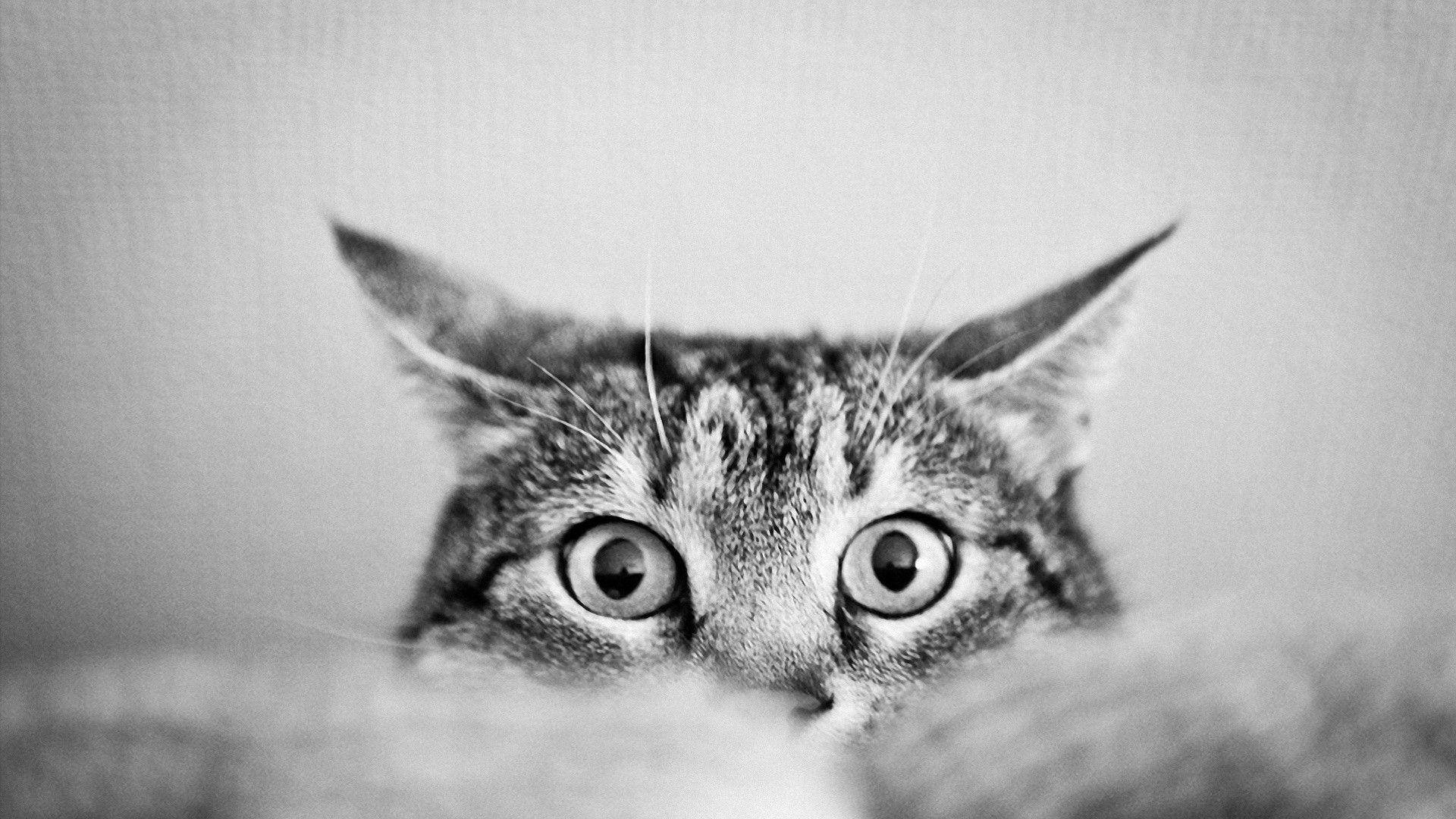High-Quality Black And White Cat Take A Peek HD Wallpaper
