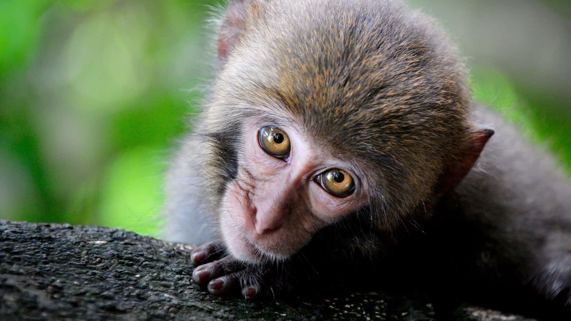 High-Quality Leaning Cute Monkey Photo Digital Art