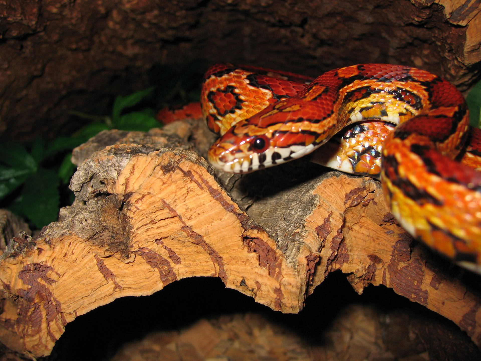 Juvenile Corn Snake On A Piece Of Wood