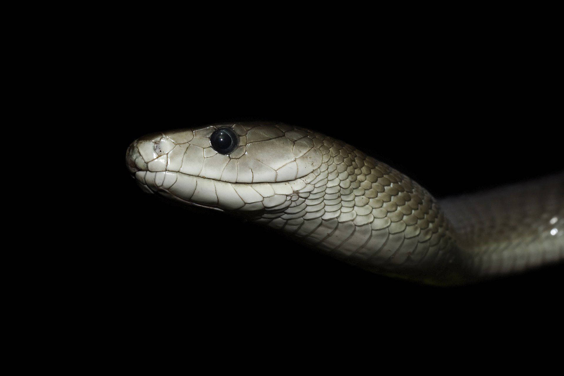 Light Gray Underside Black Mamba Snake