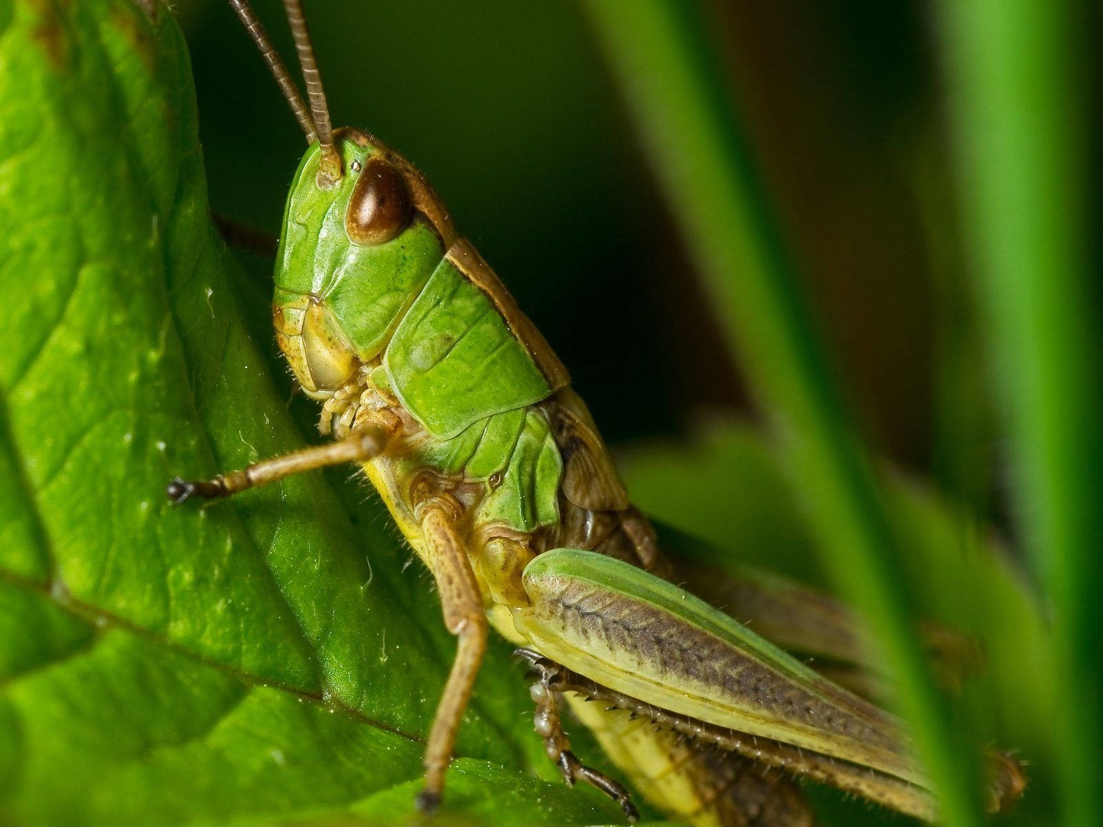 Macro Shot Grasshopper
