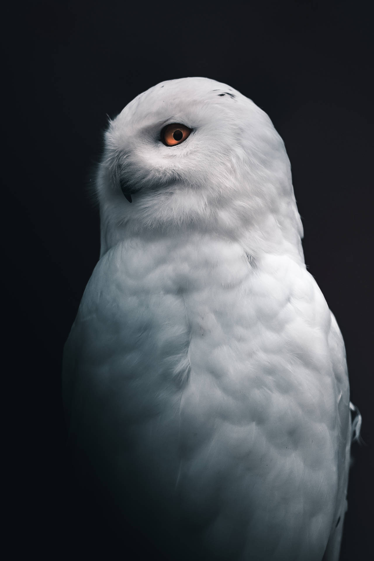 Magnificent Cute Owl Snowy Owl Background Image