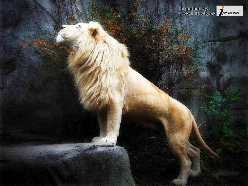 Modern Backdrop For 3d lion Show Digital Art