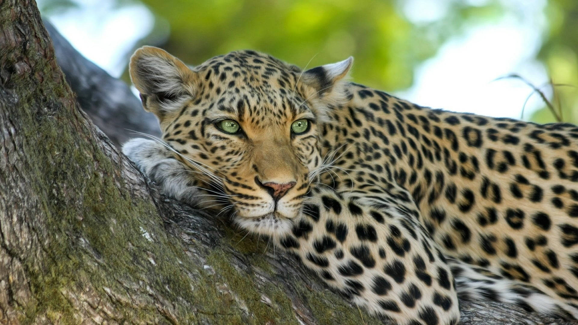Modern Botswana African Leopard Background Image