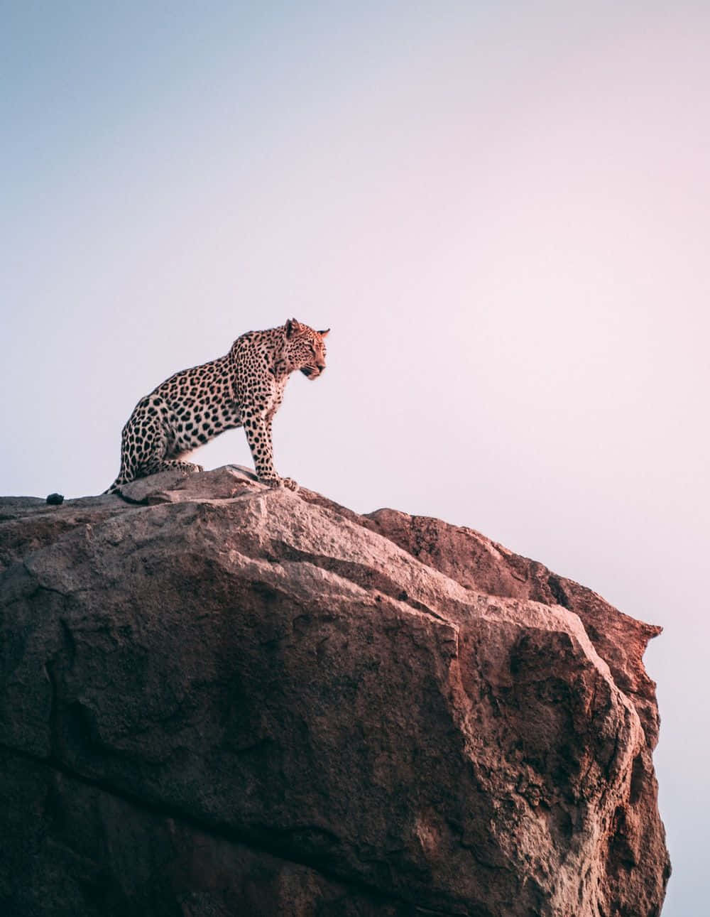 Modern Wild Animal Cheetah Cliff Top Iphone HD Wallpaper