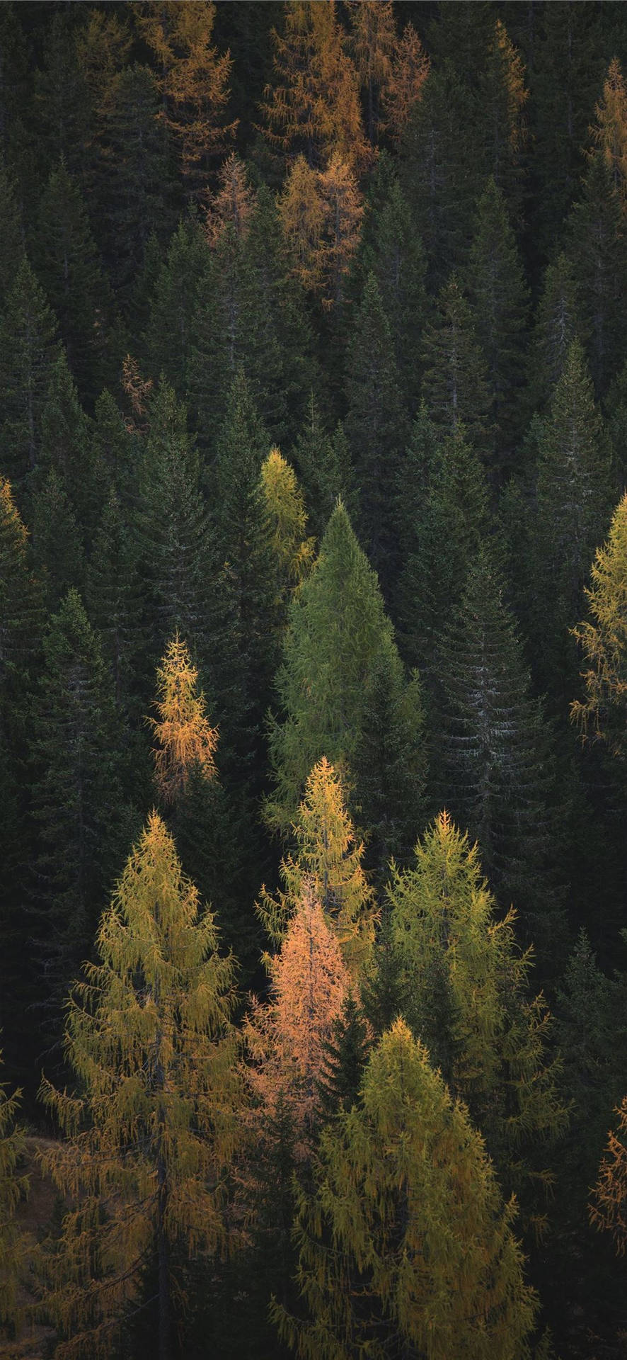 Nature Collection #2