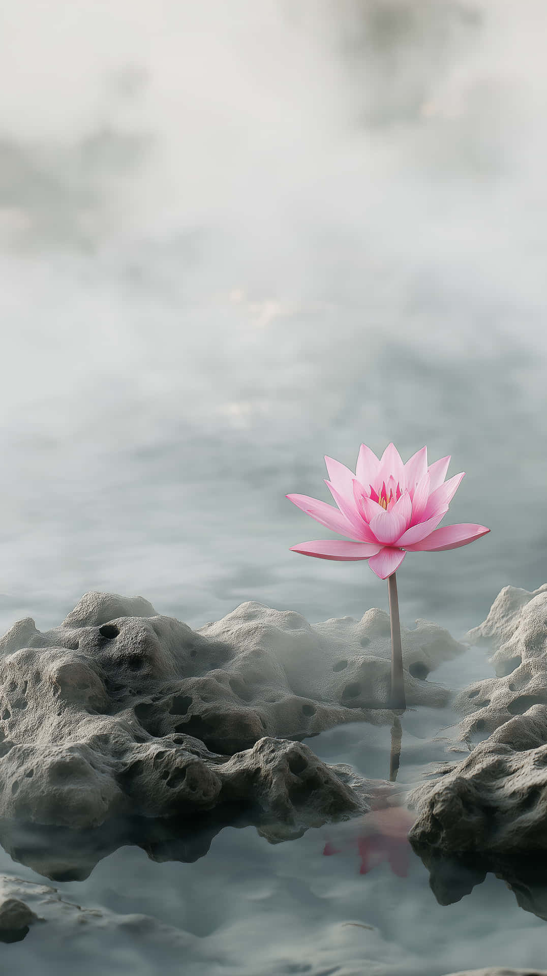 Nature Collection #22