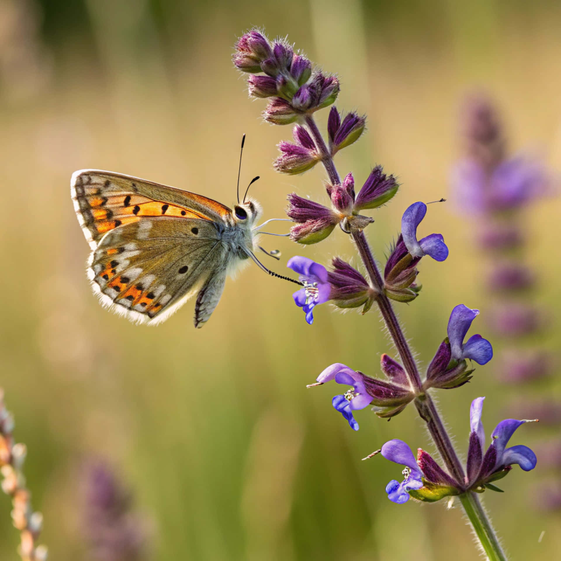 Nature Collection #24