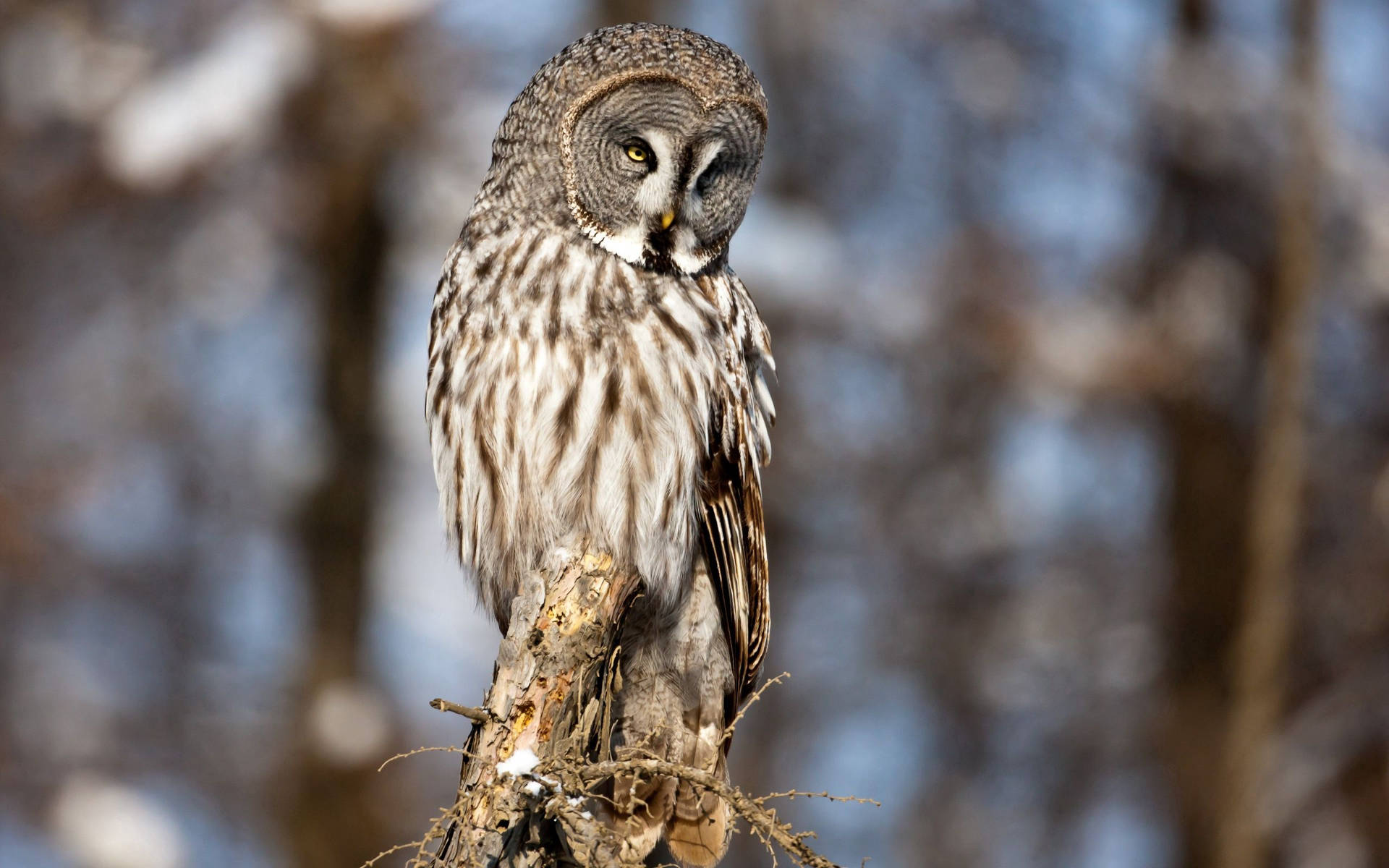 Owl Gallery #1167