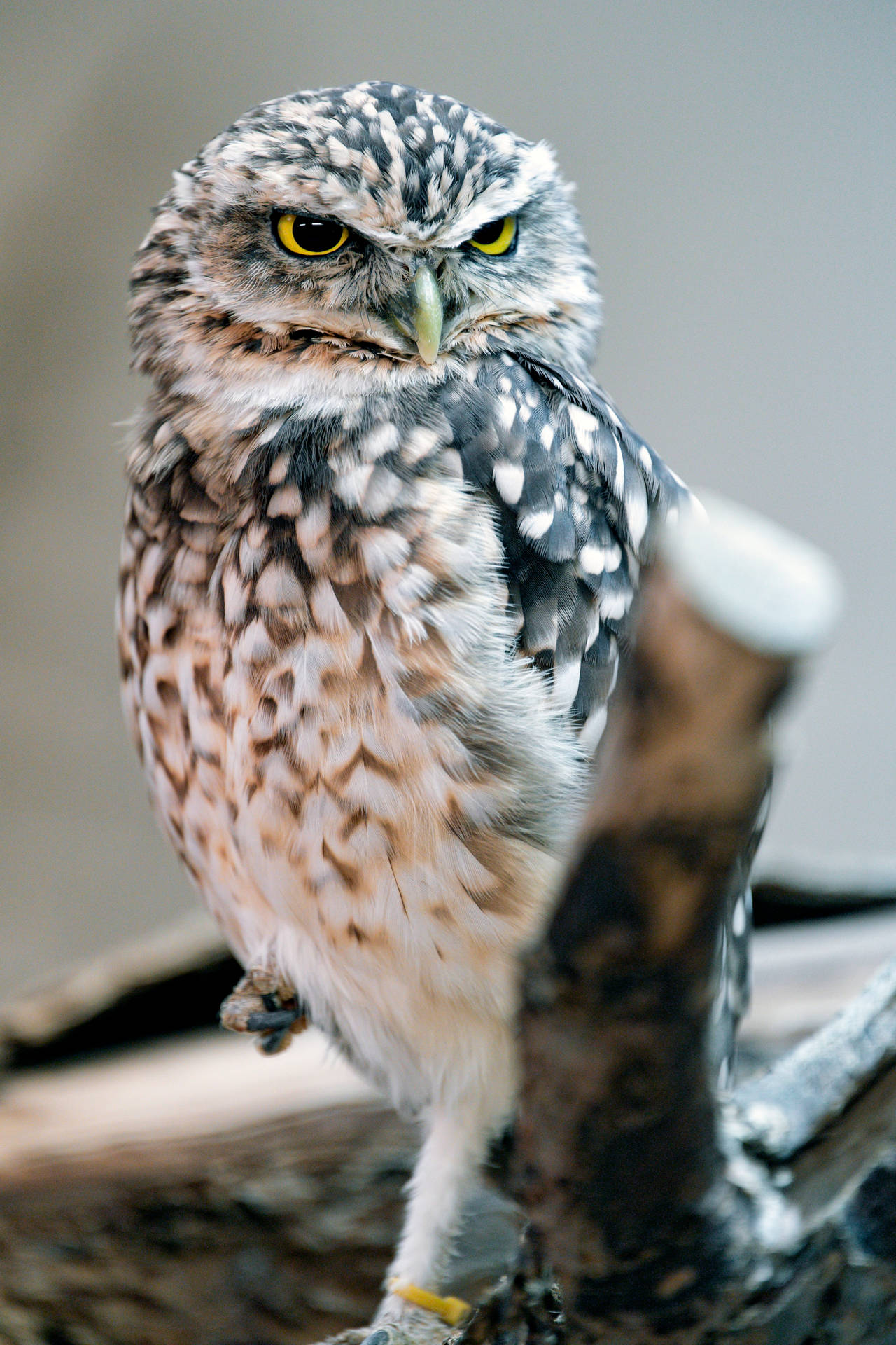Owl Gallery #674