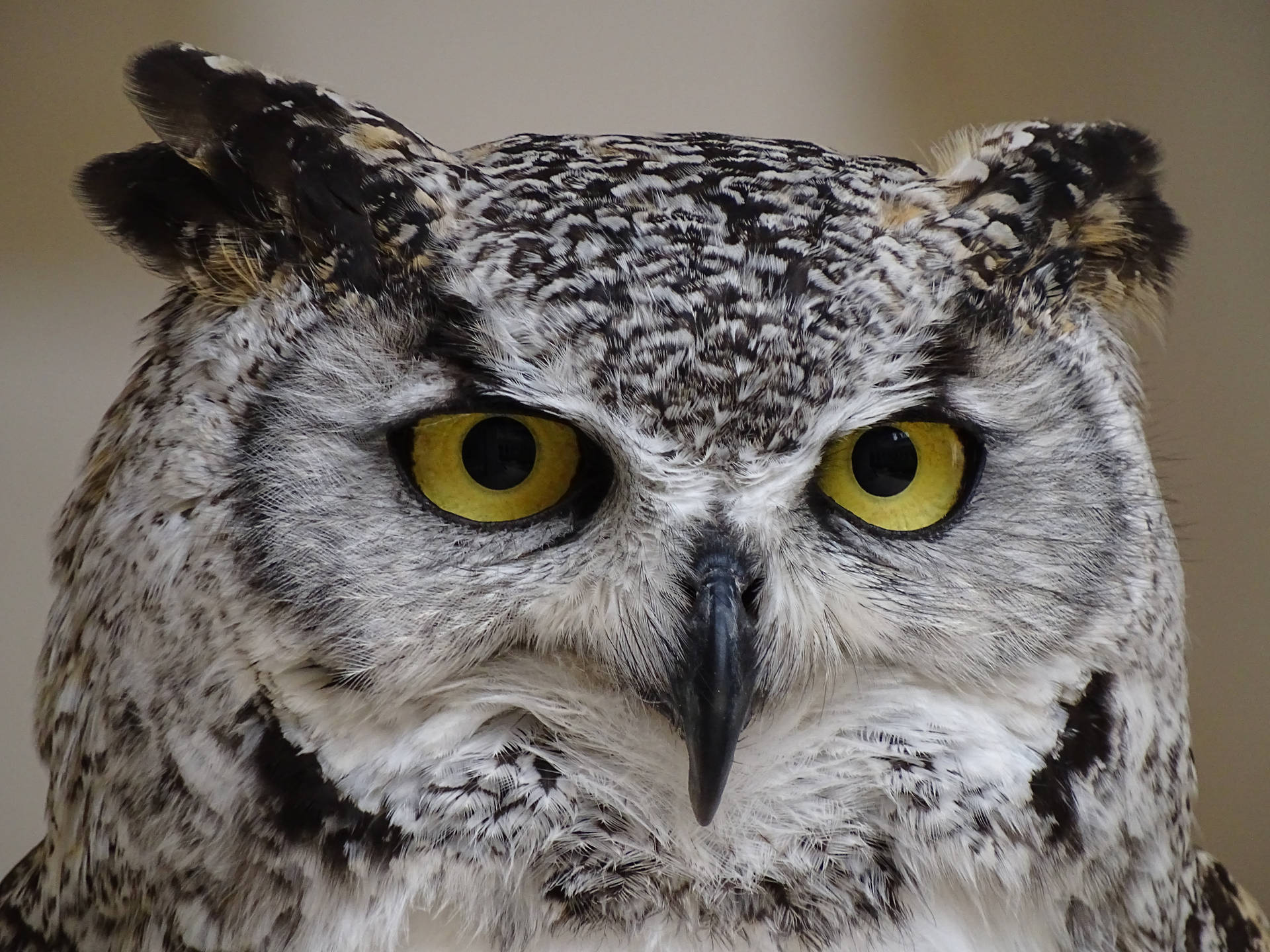 Owl Gallery #827
