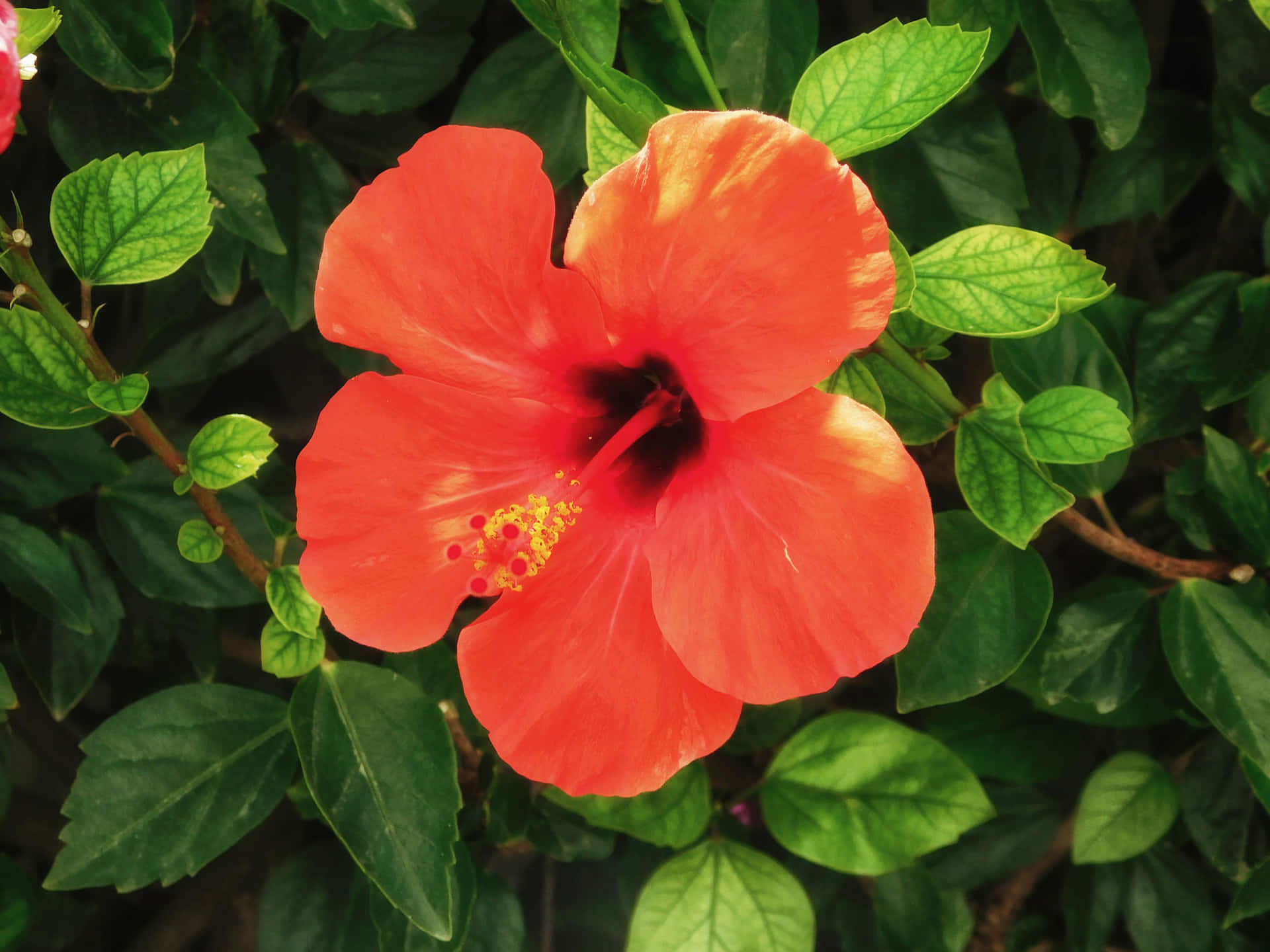 Perfect Animal Background