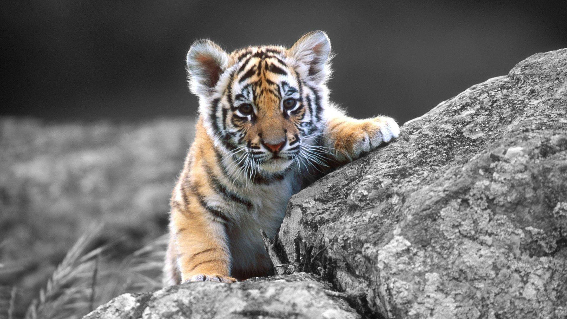 Perfect Tiger Background Image