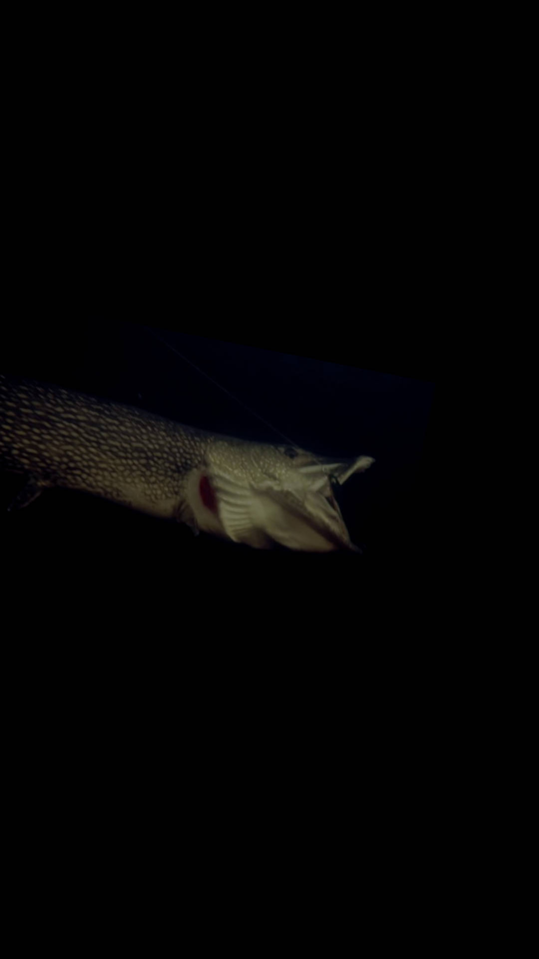 Premium Animal Series #14