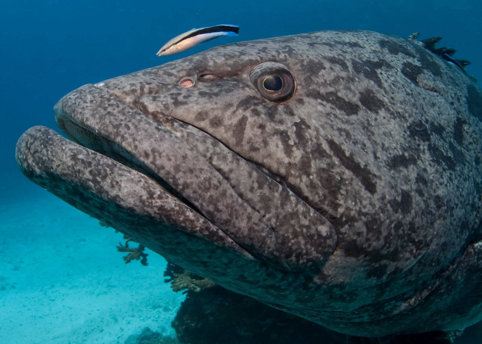 Premium Animal Series #23