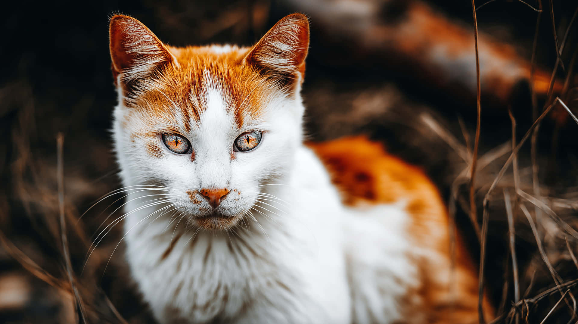 Premium Cat Series #11