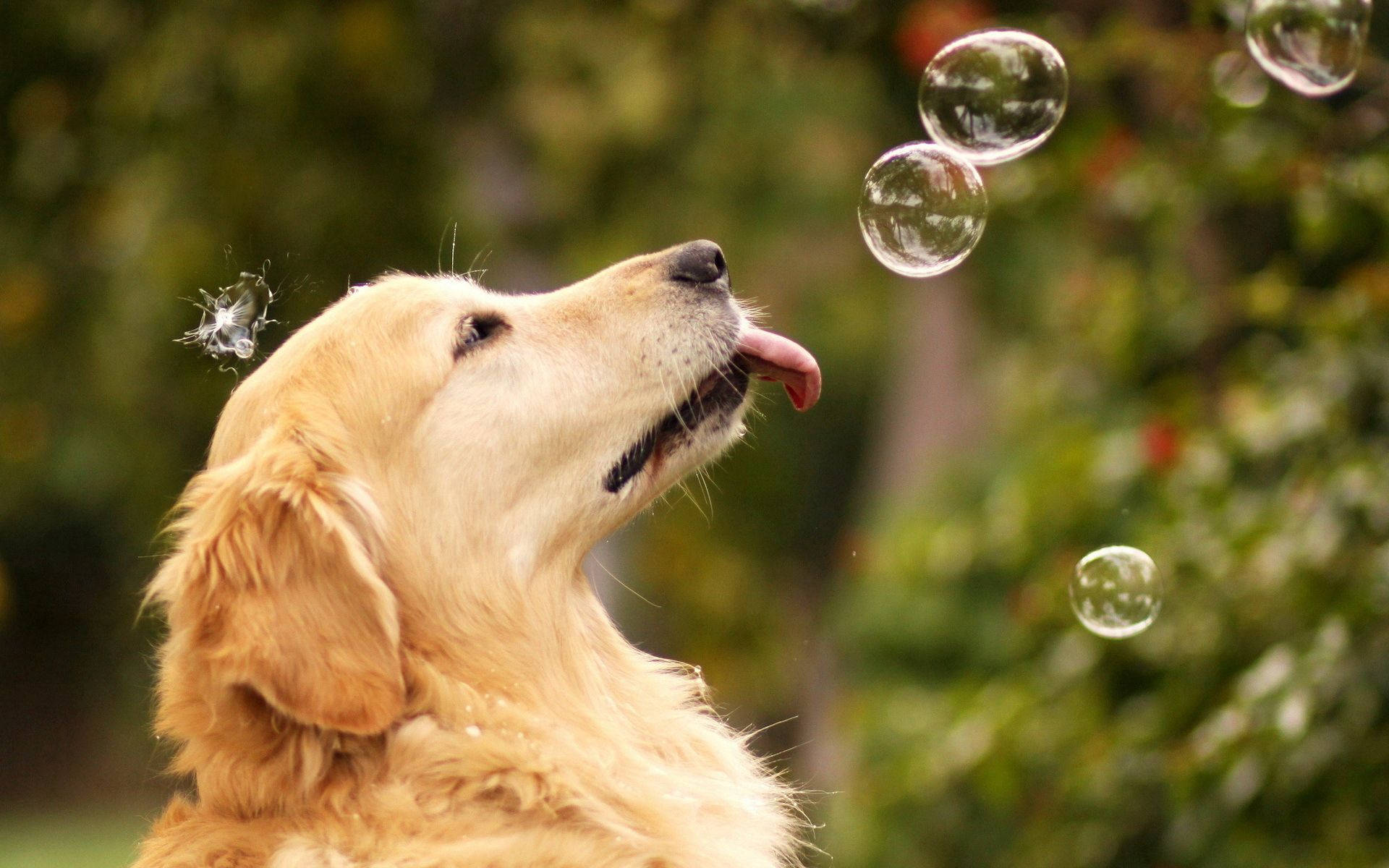 Premium "This Golden Retriever loves playing with bubbles!" Desktop Background