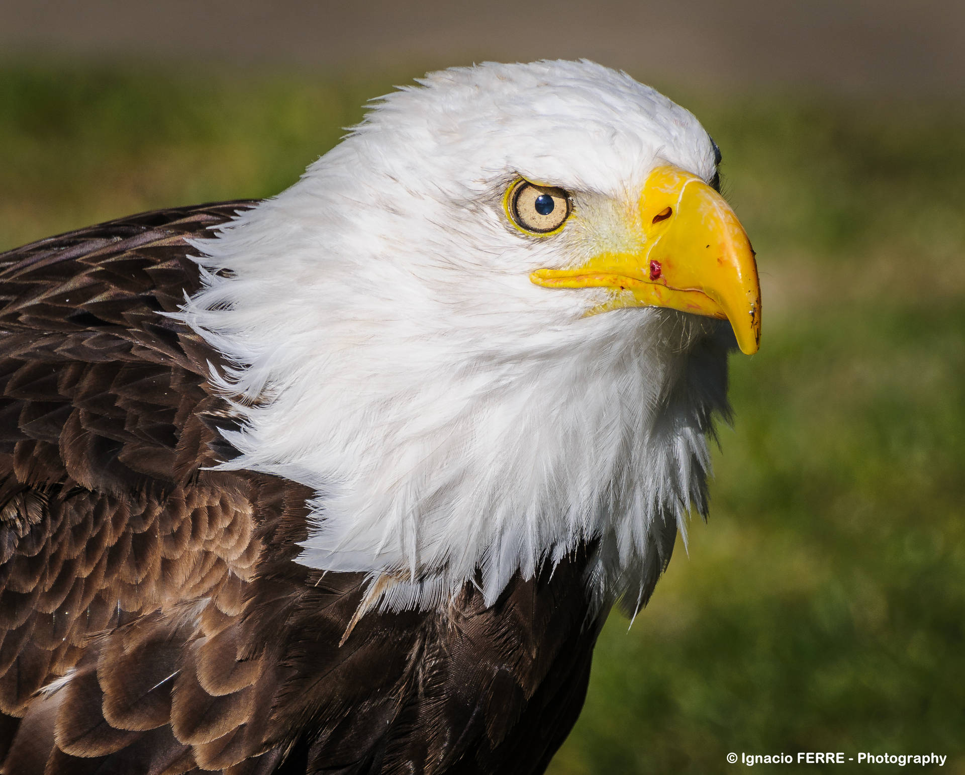 Professional Animal Background