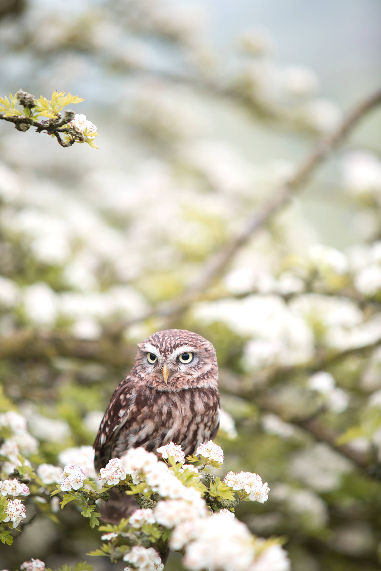 Professional Cute Animal Spring Owl Background