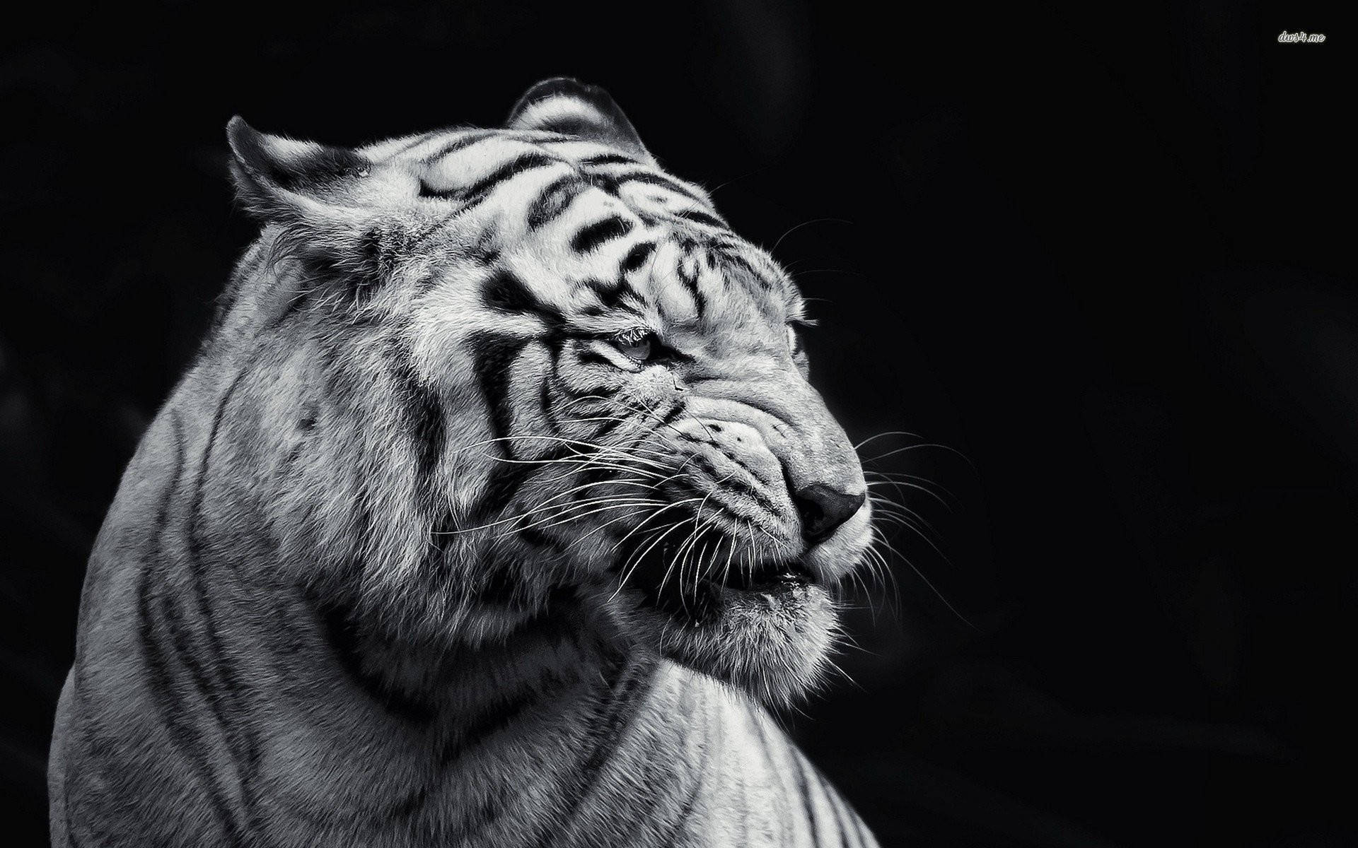Professional Tiger HD Wallpaper