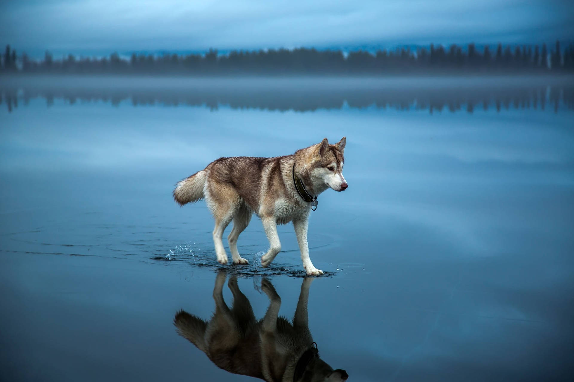 Professional Walking Journey Of Wolf Desktop Wall Art