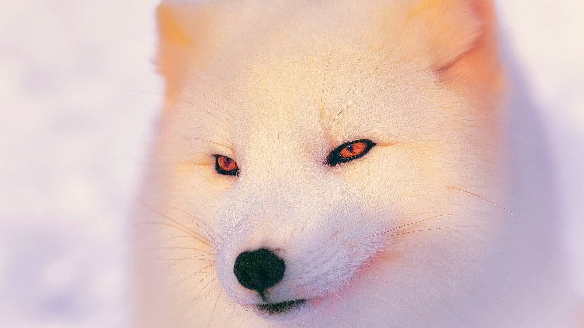 Stunning Cool White Fox Desktop Background