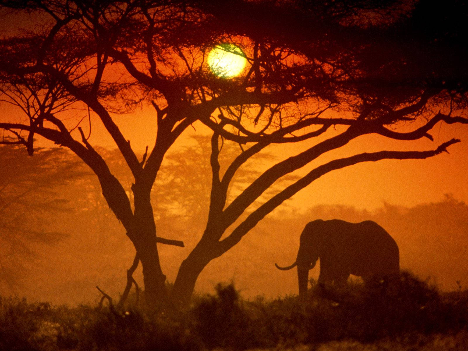 Stunning Elephant Desktop Background