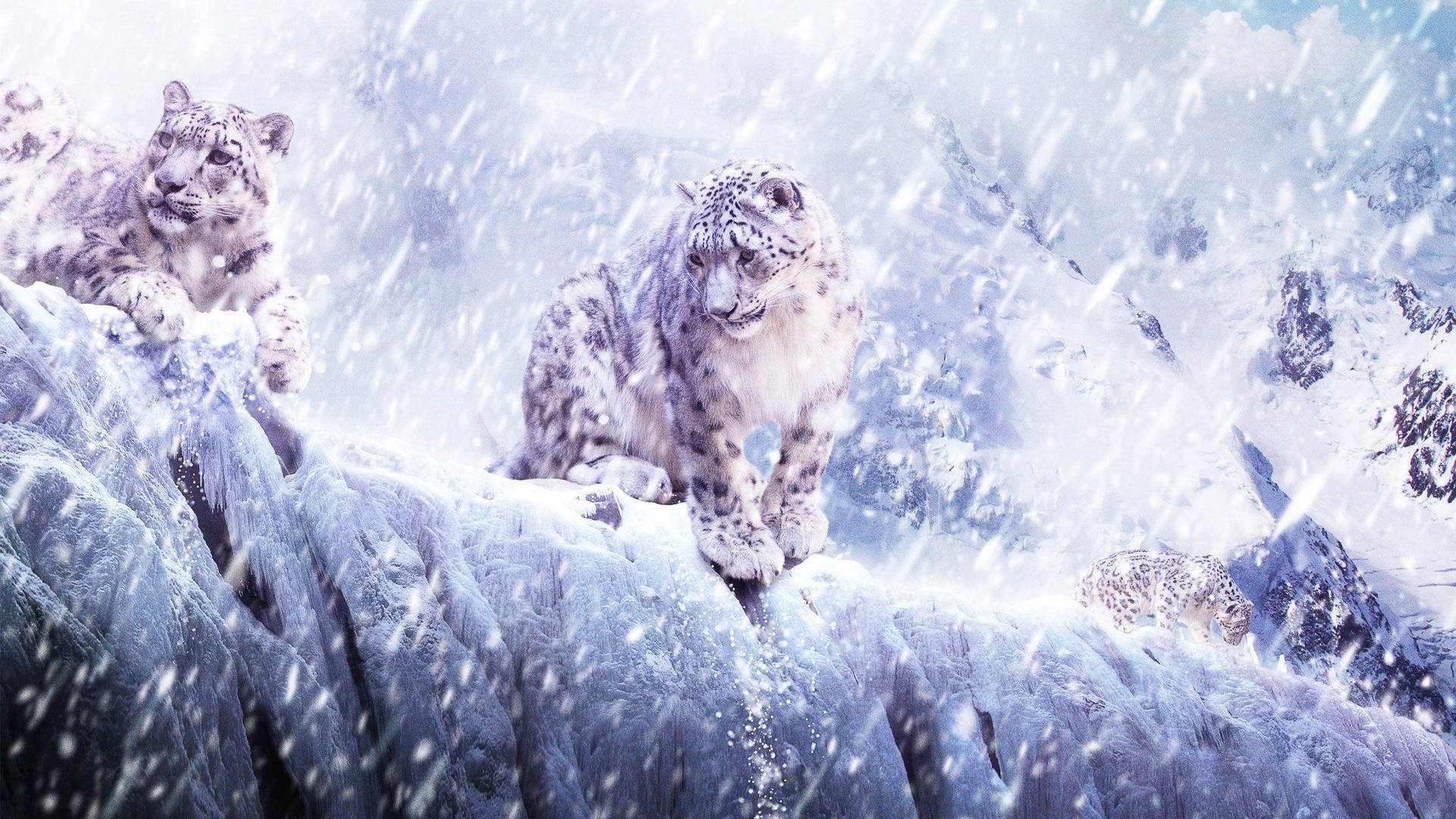 Three Snow Leopards HD