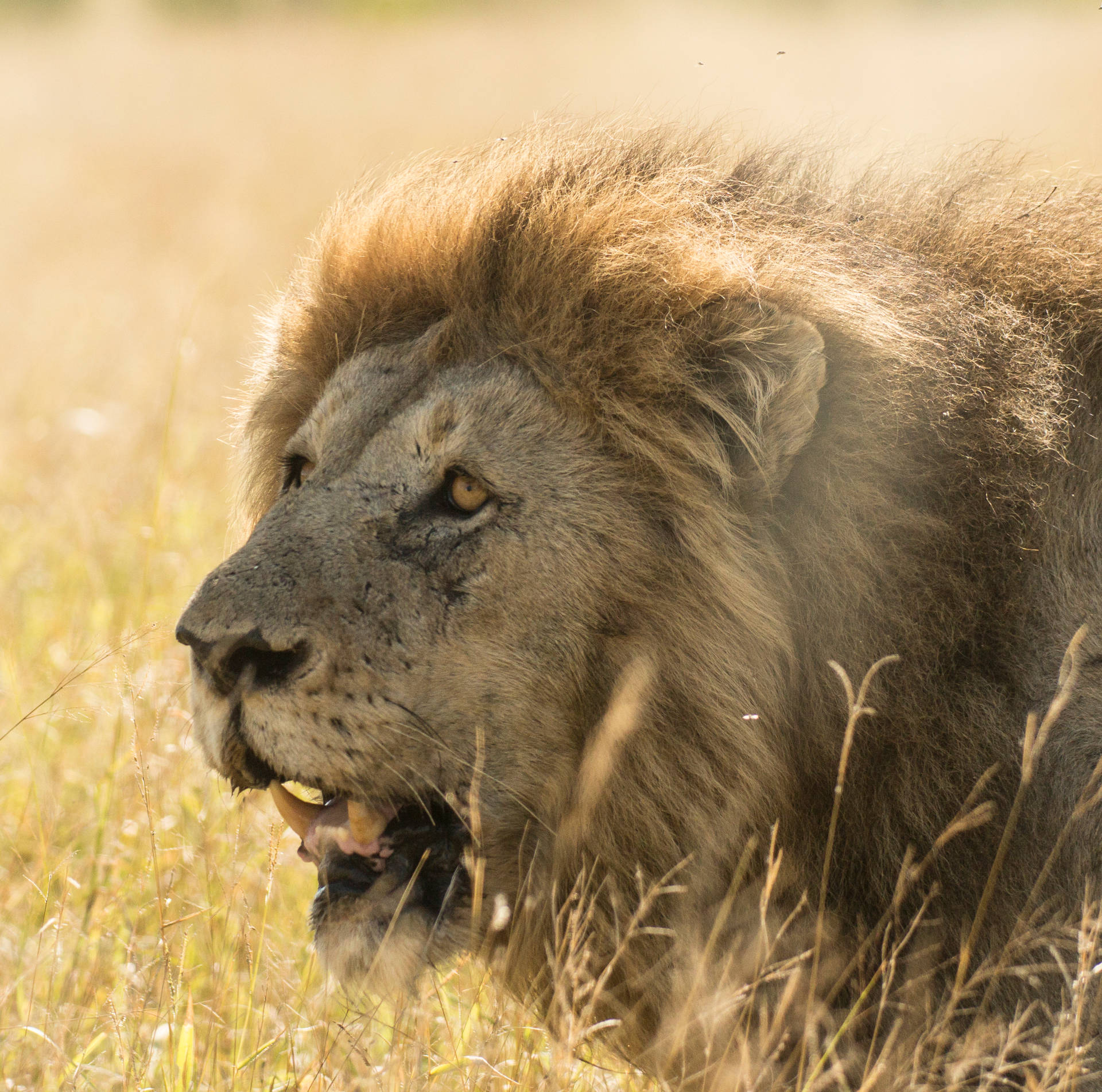 Ultra Angry Lion South Africa HD Wallpaper
