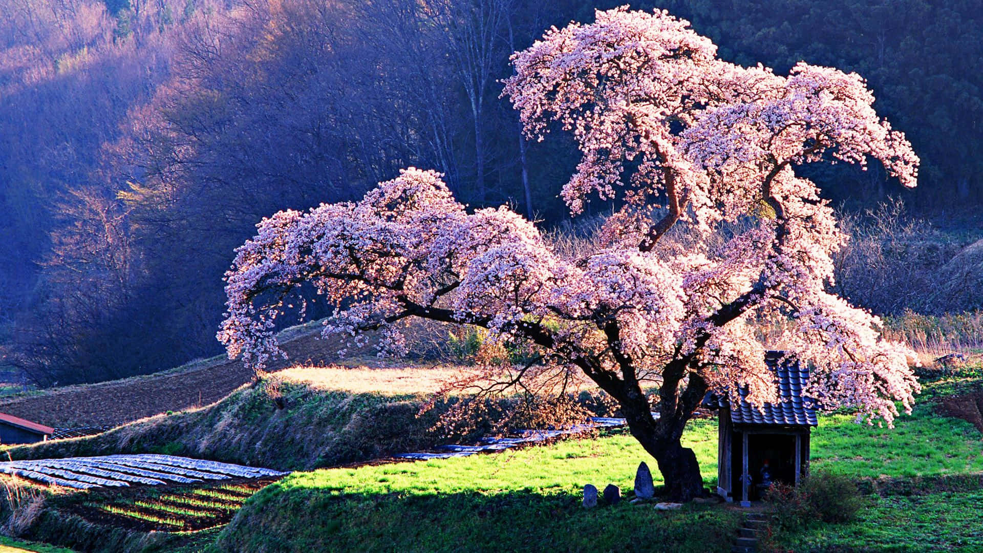 Ultra Cherry Blossom Tree Grass Field Wall Art