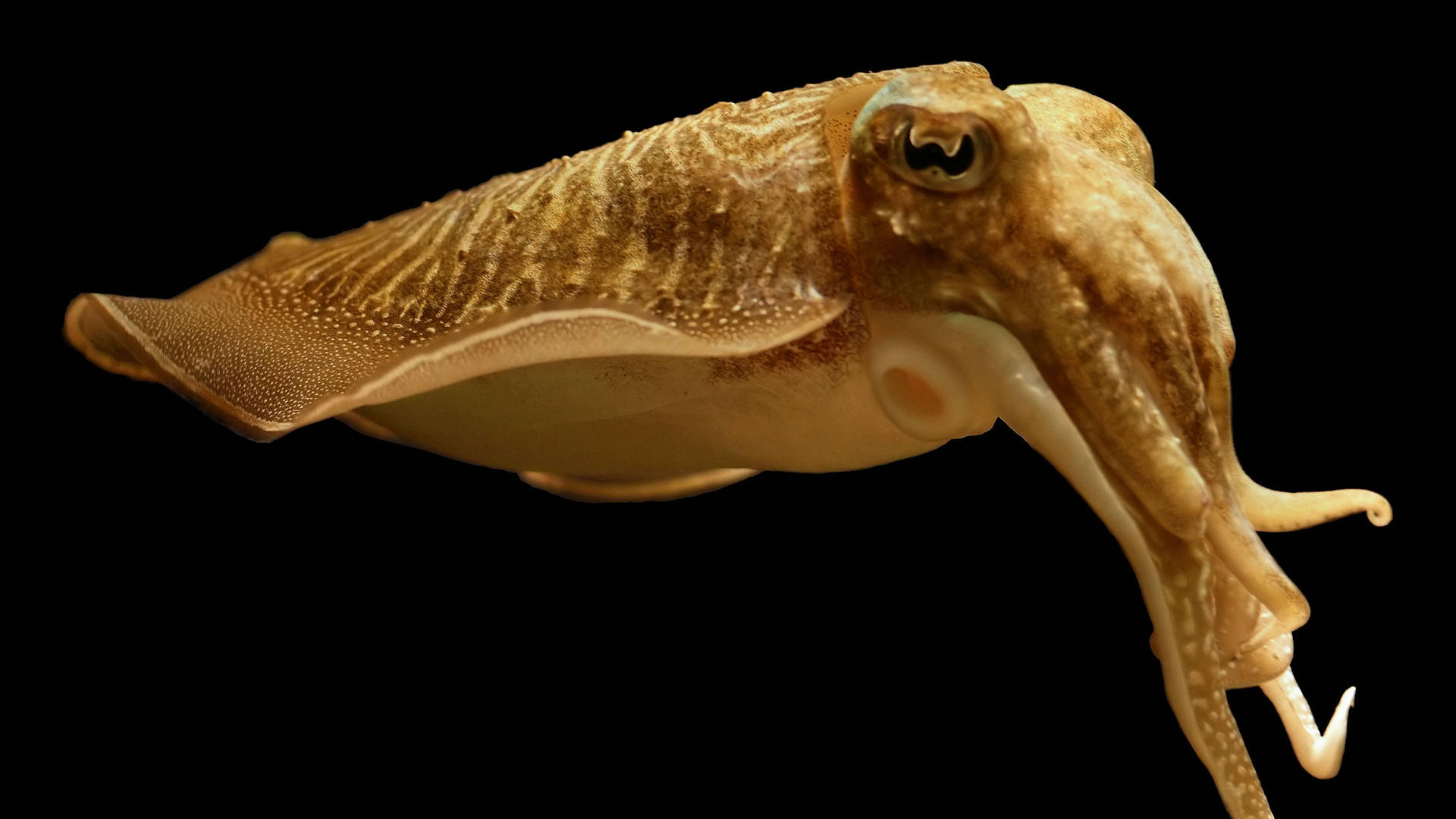 Ultra Pharaoh Cuttlefish In Black Desktop Background