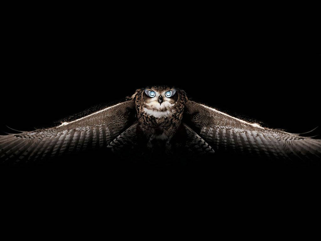 Unique Owl Screen Background