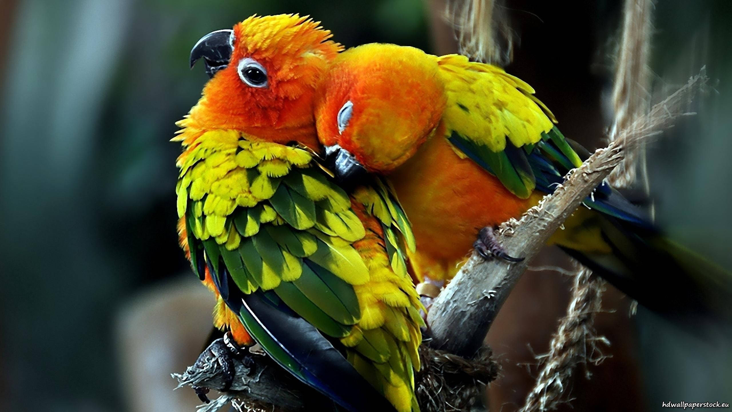 Unique Sun Parakeets For Parrots Background Wallpaper