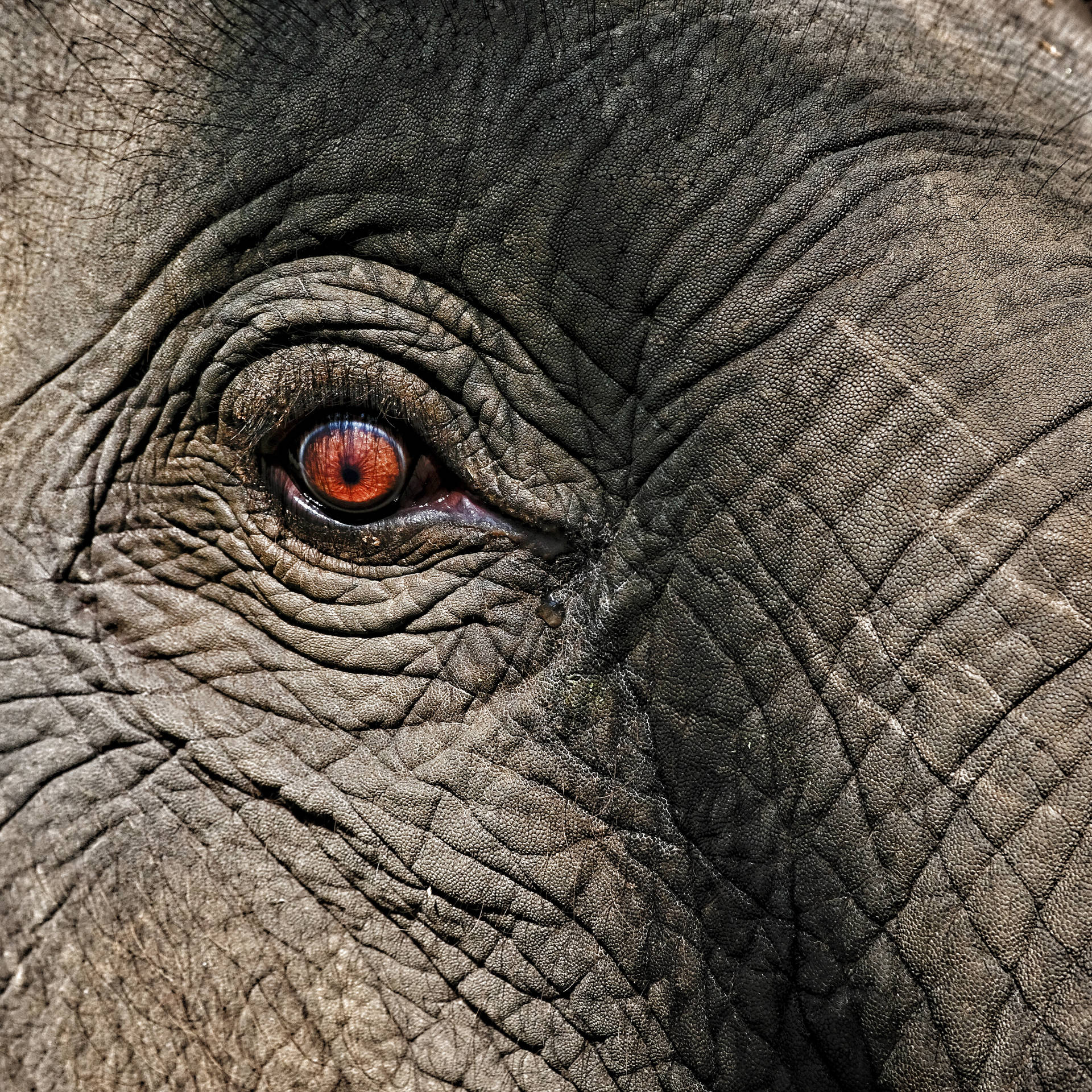Vibrant 4k Elephant Eye Background Image