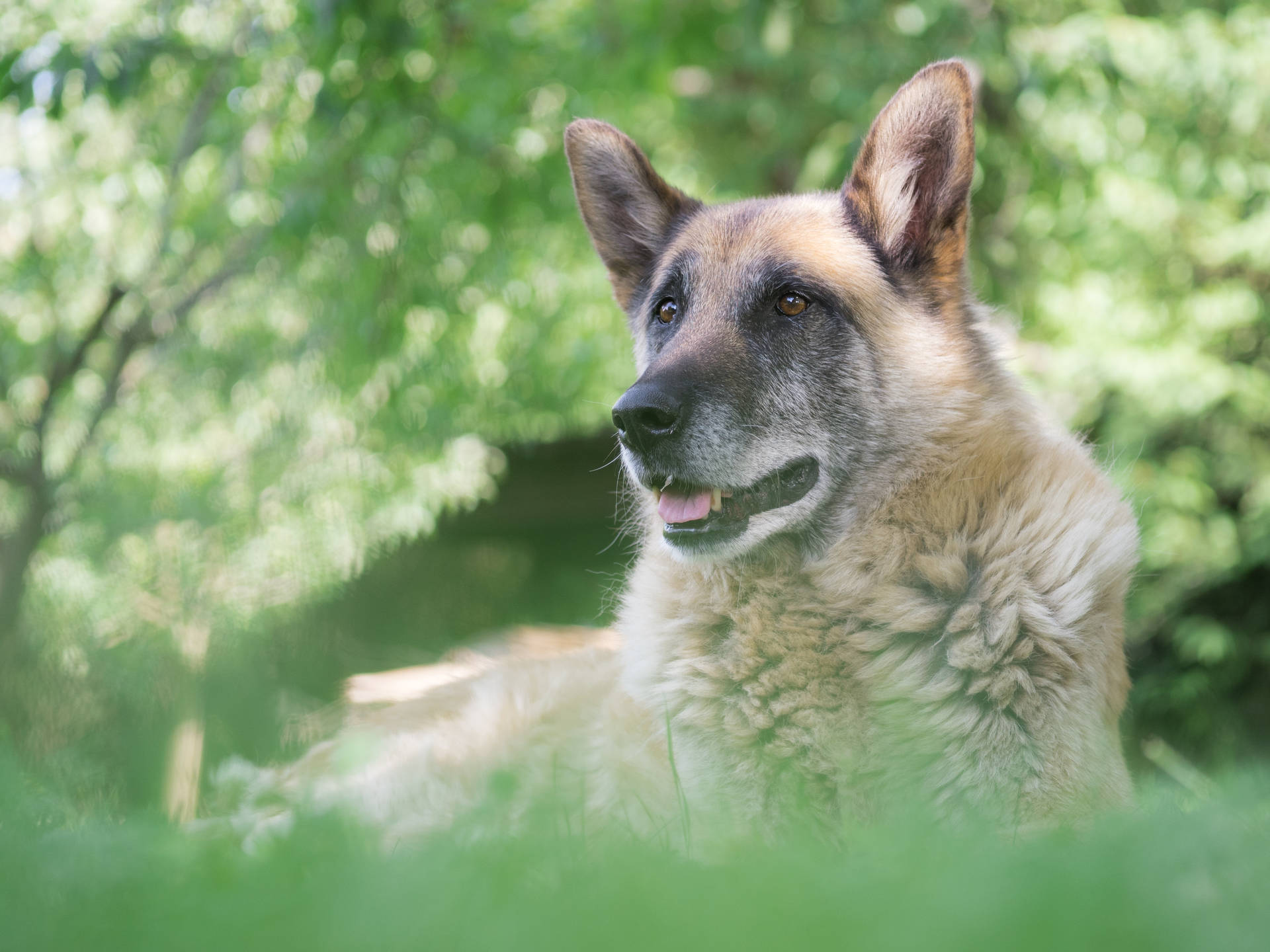 Vibrant Majestic German Shepherd Bathing in Sunlight Screen Background