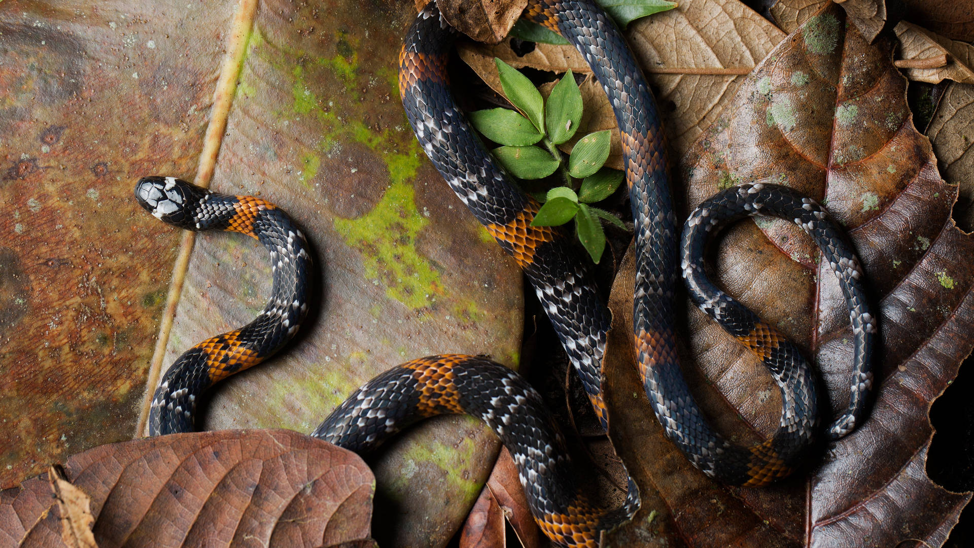 Vibrant Philippine False Coral Snake Resting on Dried Leaves