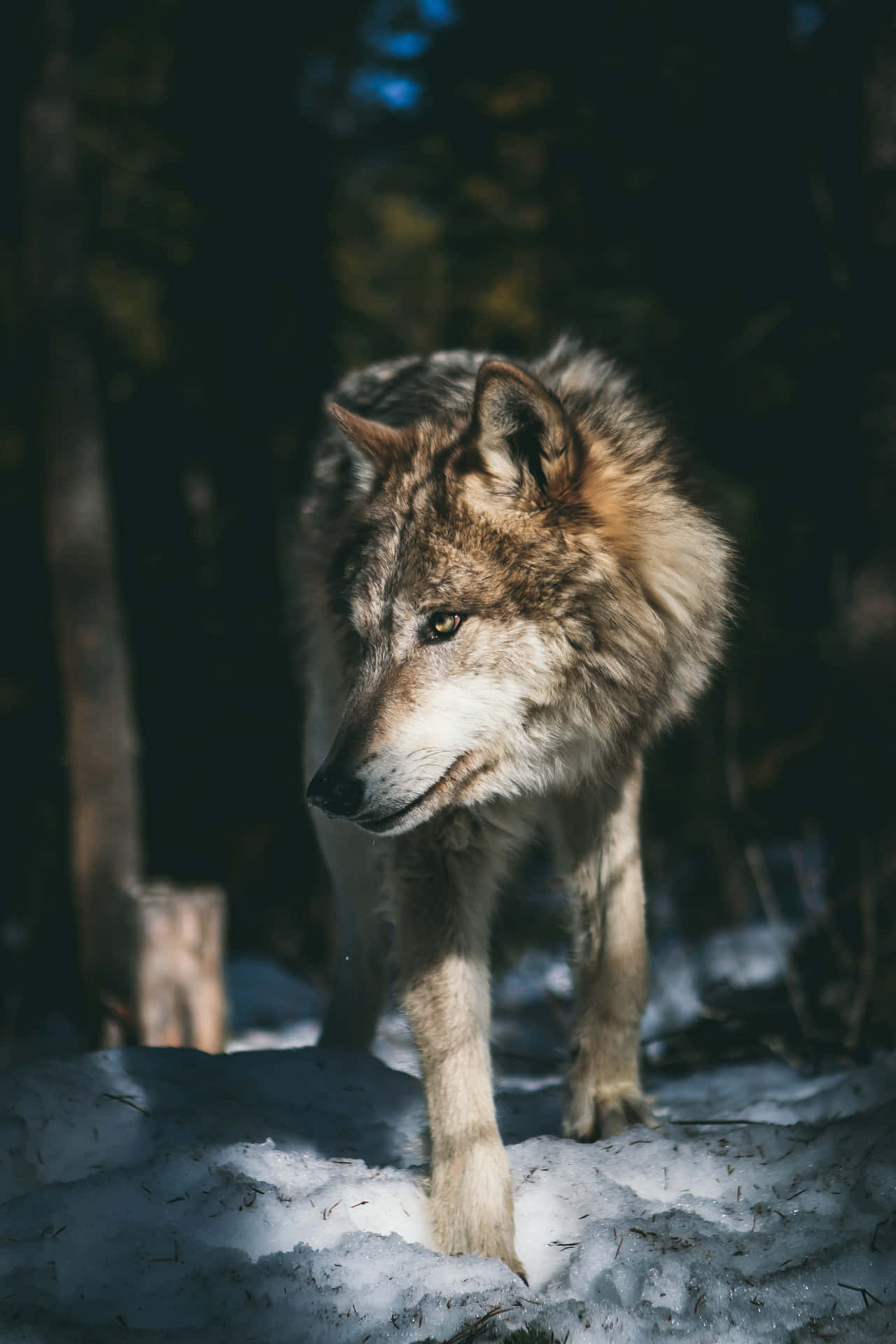 Wolf Gallery #16